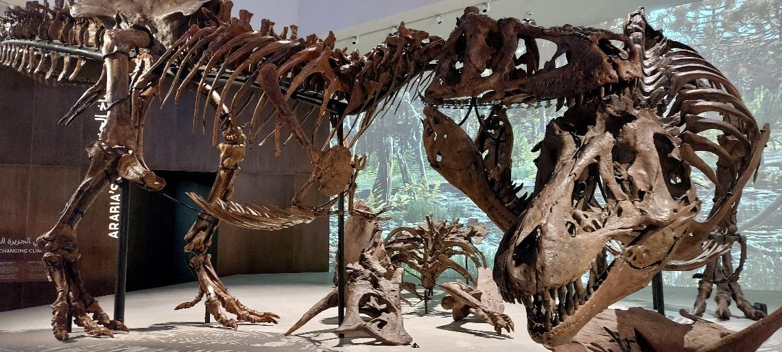 Dinosaurs skeletons fighting for their 'lives'.